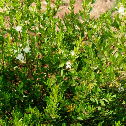 Myrta obecná - Myrtus communis - semena myrty - 5 ks