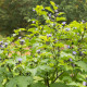 Lilík mochyňovitý - Nicandra physalodes - nasiona lilíku - 30 szt.