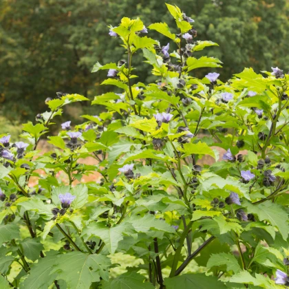 Lilík mochyňovitý - Nicandra physalodes - nasiona lilíku - 30 szt.