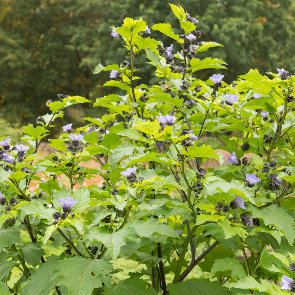 Lilík mochyňovitý - Nicandra physalodes - semena lilíku - 10 ks