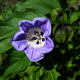 Lilík mochyňovitý - Nicandra physalodes - nasiona lilíku - 30 szt.