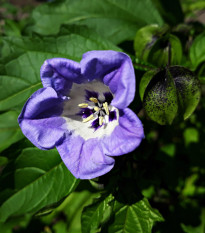 Lilík mochyňovitý - Nicandra physalodes - nasiona lilíku - 30 szt.