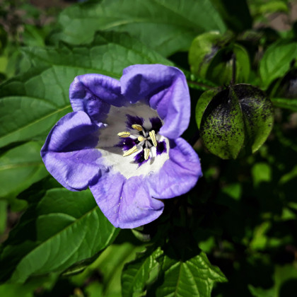 Lilík mochyňovitý - Nicandra physalodes - semena lilíku - 10 ks