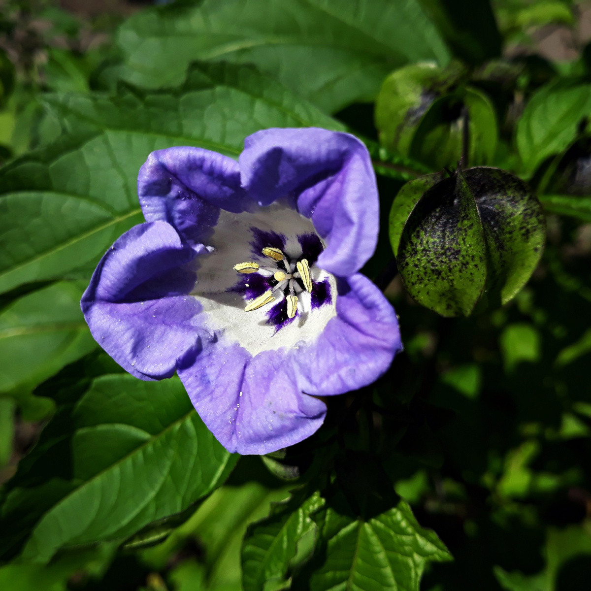Lilík mochyňovitý - Nicandra physalodes - nasiona lilíku - 30 szt.
