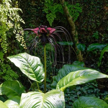 Taka velkokvětá - Tacca chantrieri - semena taky - 3 ks