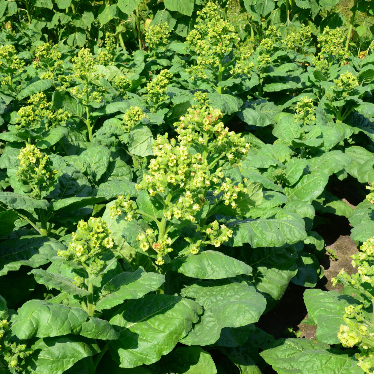 Tabák selský - Nicotiana rustica - semena tabáku - 200 ks