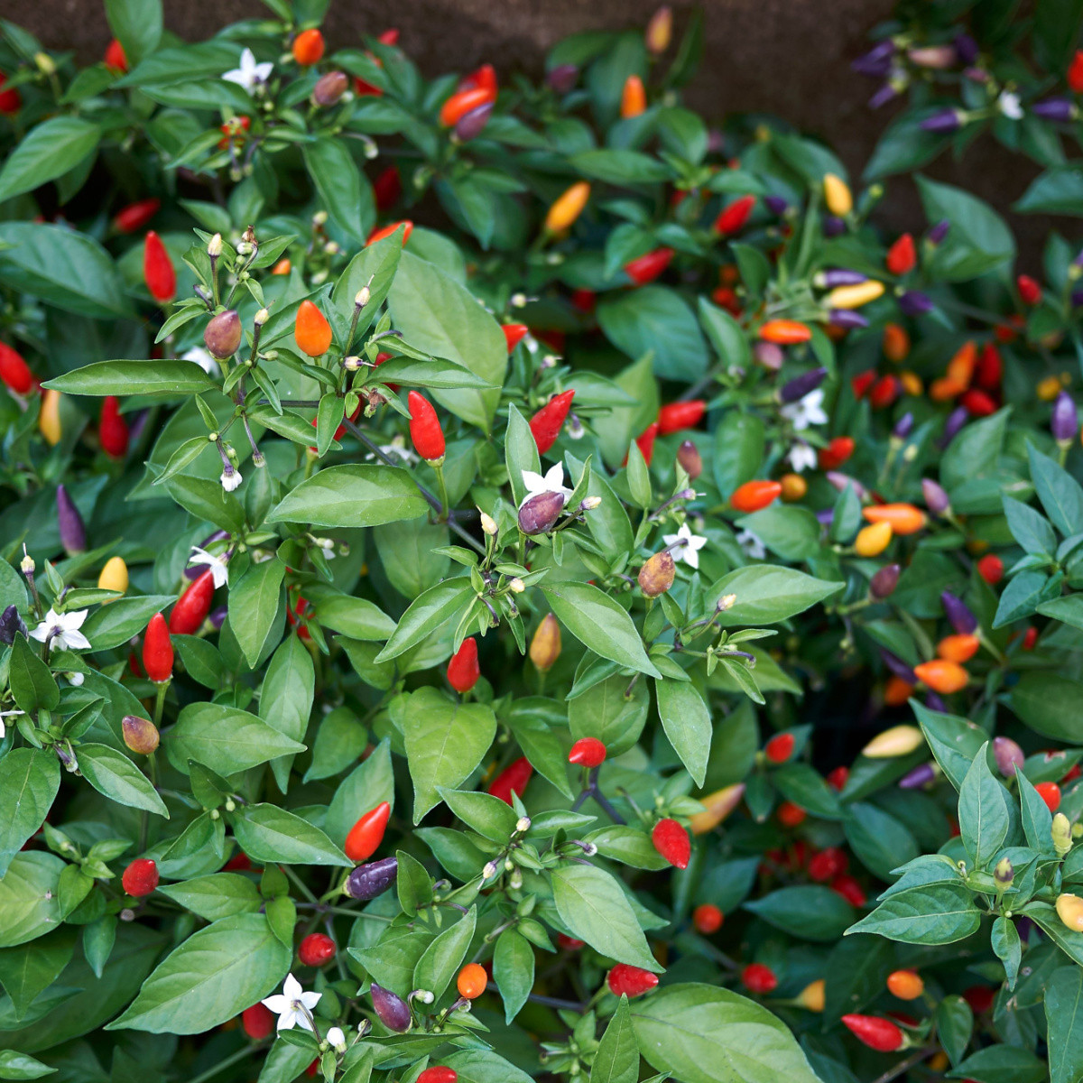 Chilli Bolívijská duha - Capsicum annuum - semena chilli - 6 ks