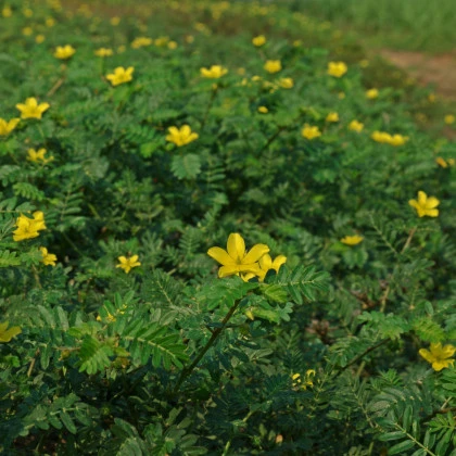 Kotvičník zemní - Tribulus terrestris - semena kotvičníku - 7 ks