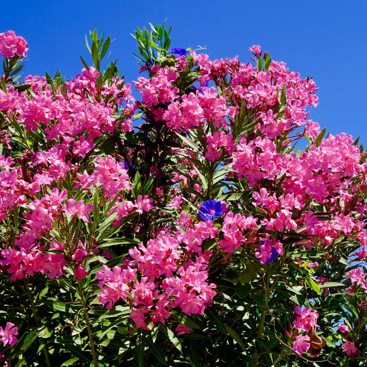 Oleandr - Nerium - semena oleandru - 10 ks