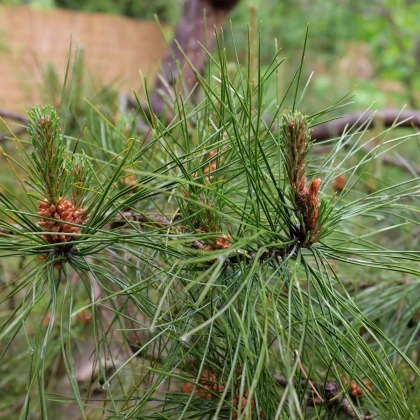 Sosna chińska - Pinus tabuliformis - nasiona sosny - 15 szt.