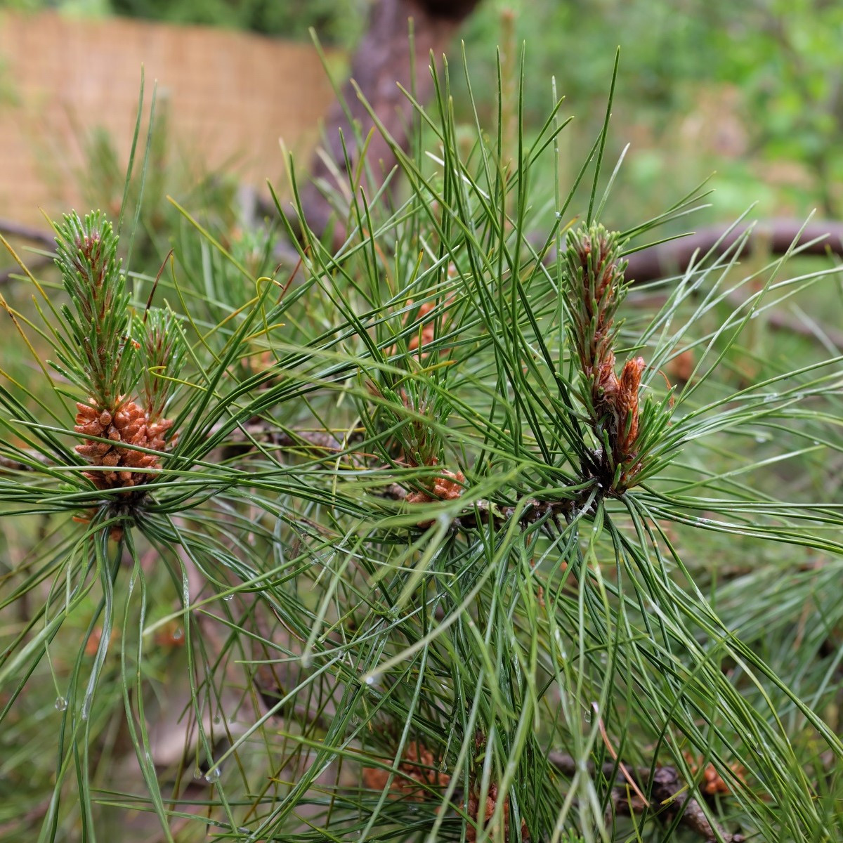Sosna chińska - Pinus tabuliformis - nasiona sosny - 15 szt.