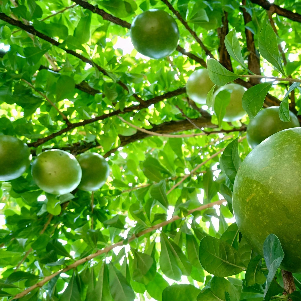 Oslizák líbezný - Aegle marmelos - semena oslizáku - 3 ks