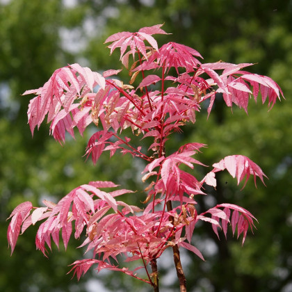 Česnekovník čínský - Toona sinensis - semena česnekovníku - 7 ks