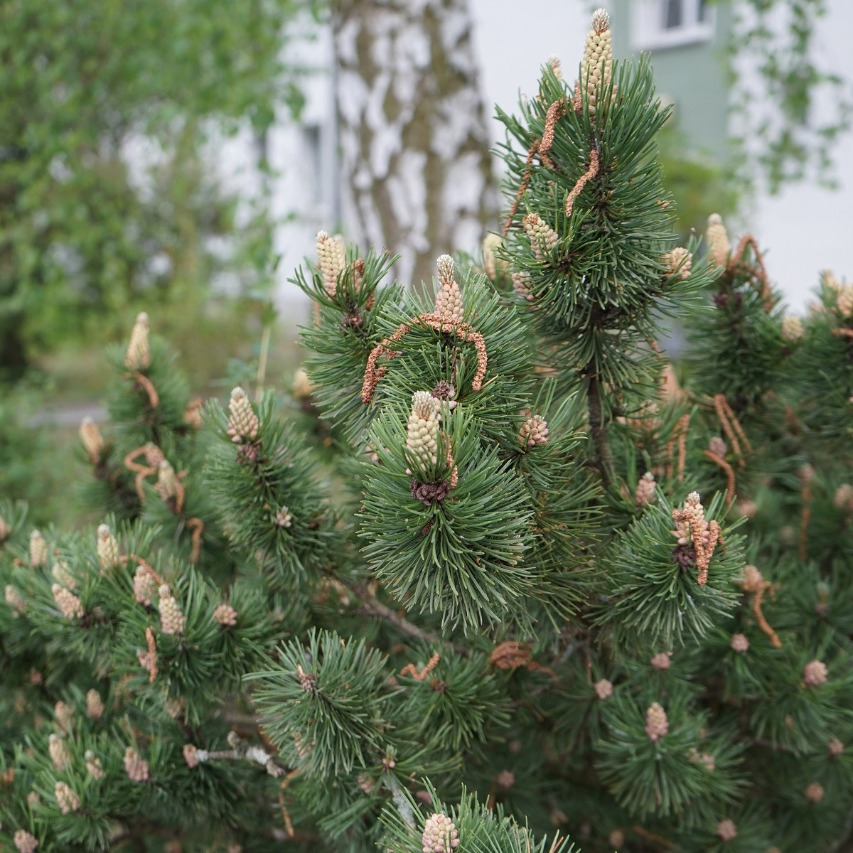 Borovice kleč - Pinus mugo pumilio - semena borovice - 5 ks