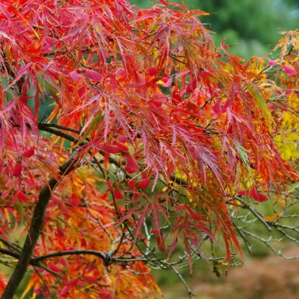 Javor japonský - Acer palmatum - semena javoru - 5 ks