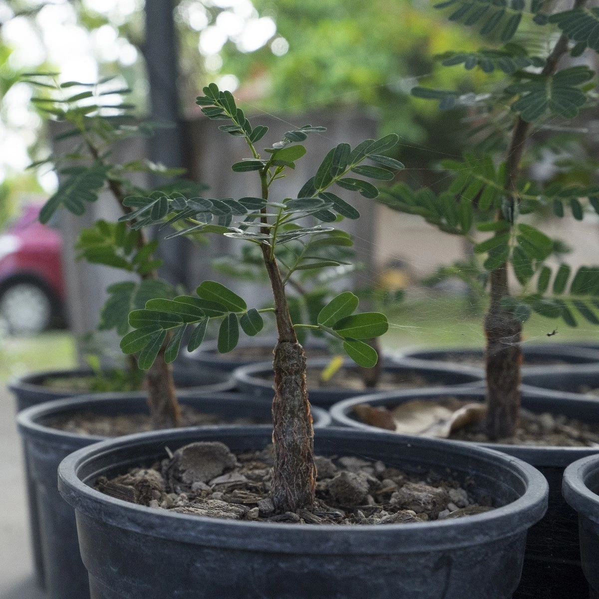Tamarind indický - Tamarindus indica - semena tamarindu - 5 ks