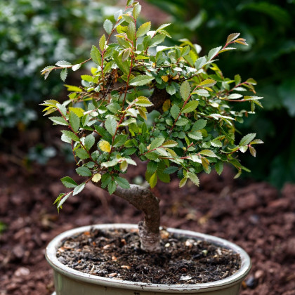 Jilm čínský - Ulmus parvifolia - semena jilmu - 10 ks