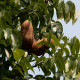 Mahagon - Swietenia mahagoni - nasiona mahoniu - 15 szt.