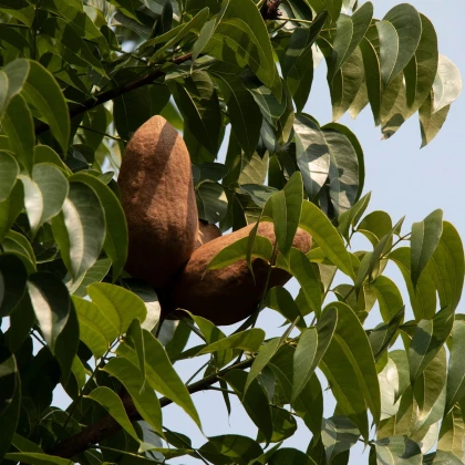 Mahagon - Swietenia mahagoni - nasiona mahoniu - 15 szt.