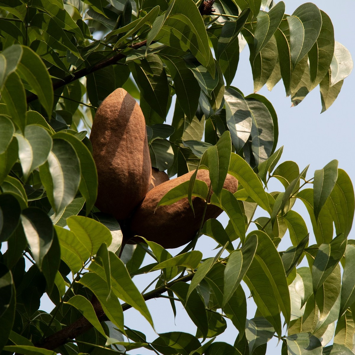 Mahagon - Swietenia mahagoni - nasiona mahoniu - 15 szt.