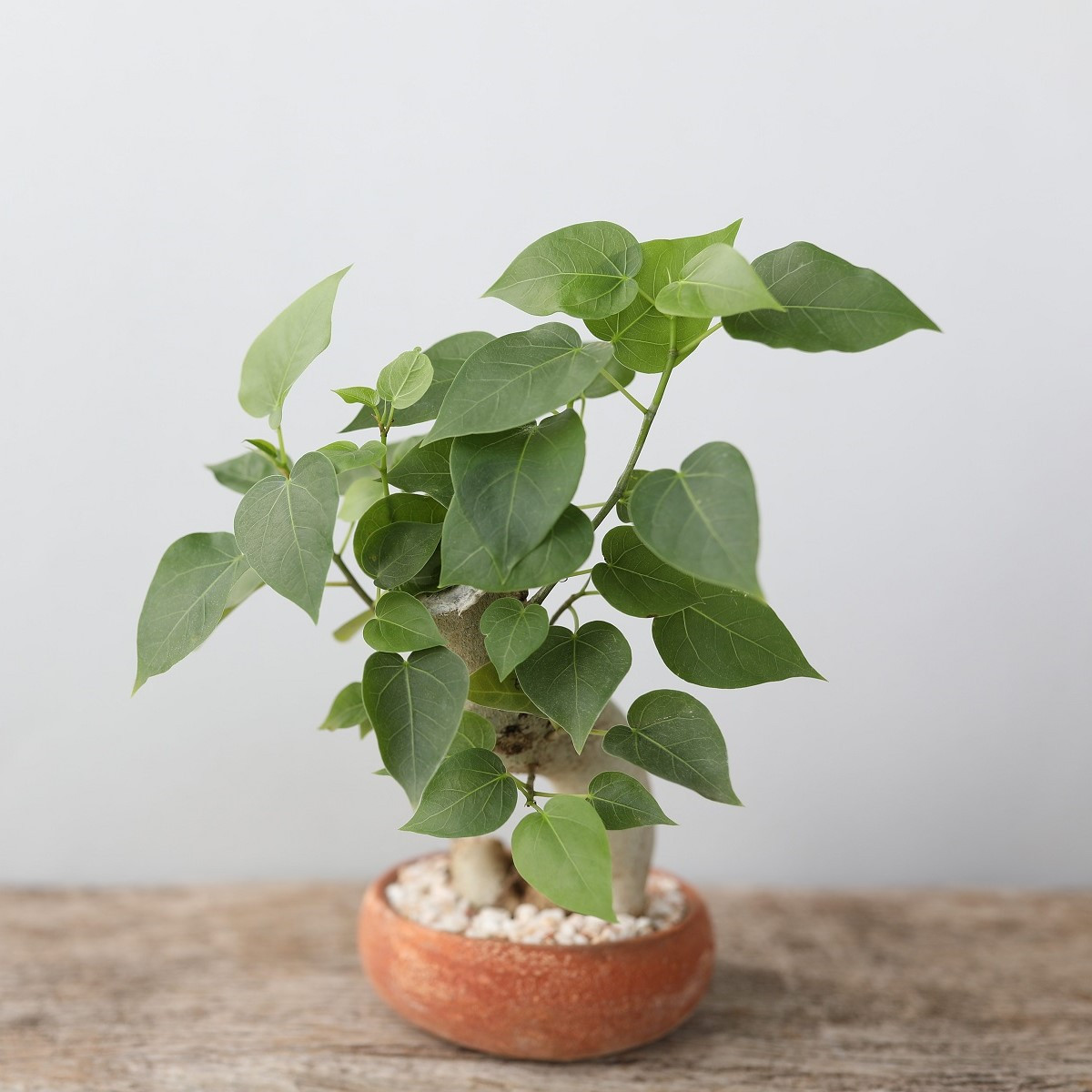 Fíkovník posvátný - Ficus religiosa - semena fíkovníku - 5 ks