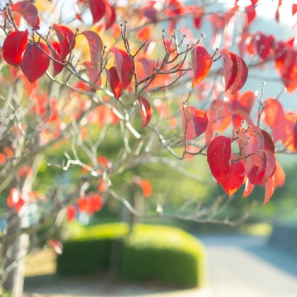 Zmarličník japonský - Cercidiphyllum japonicum - semena zmarličníku - 8 ks