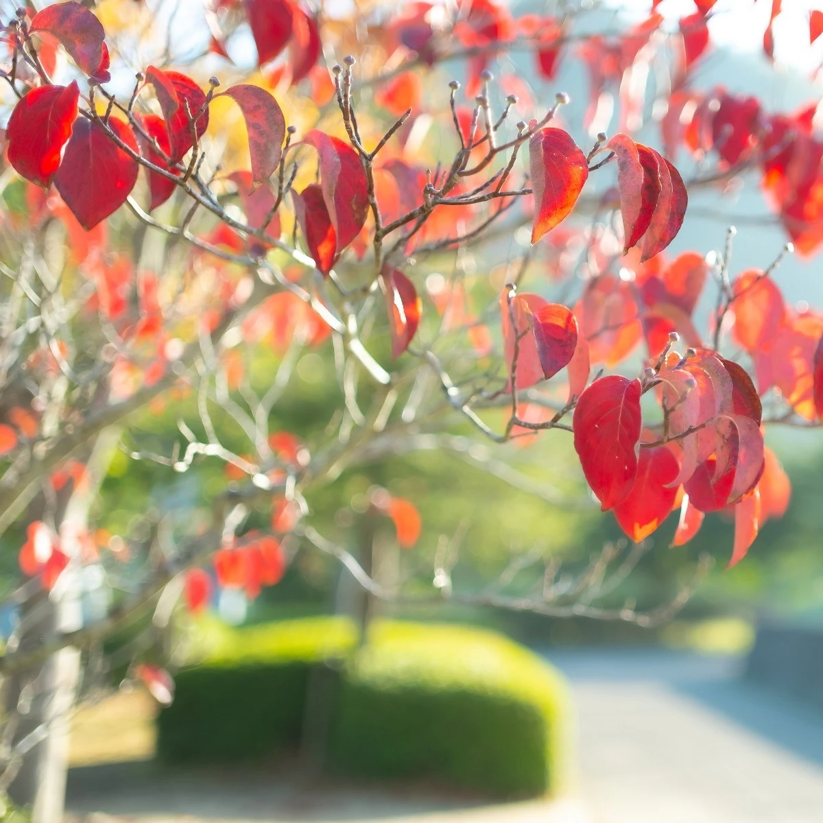 Zmarličník japonský - Cercidiphyllum japonicum - semena zmarličníku - 8 ks