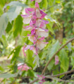 Indigovník barvířský - Indigofera tinctoria - semena indigovníku - 7 ks