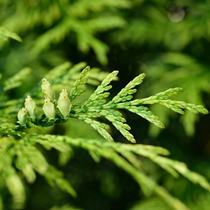 Túje západní Northern White Cedar - Thuja occidentalis - semena túje - 18 ks