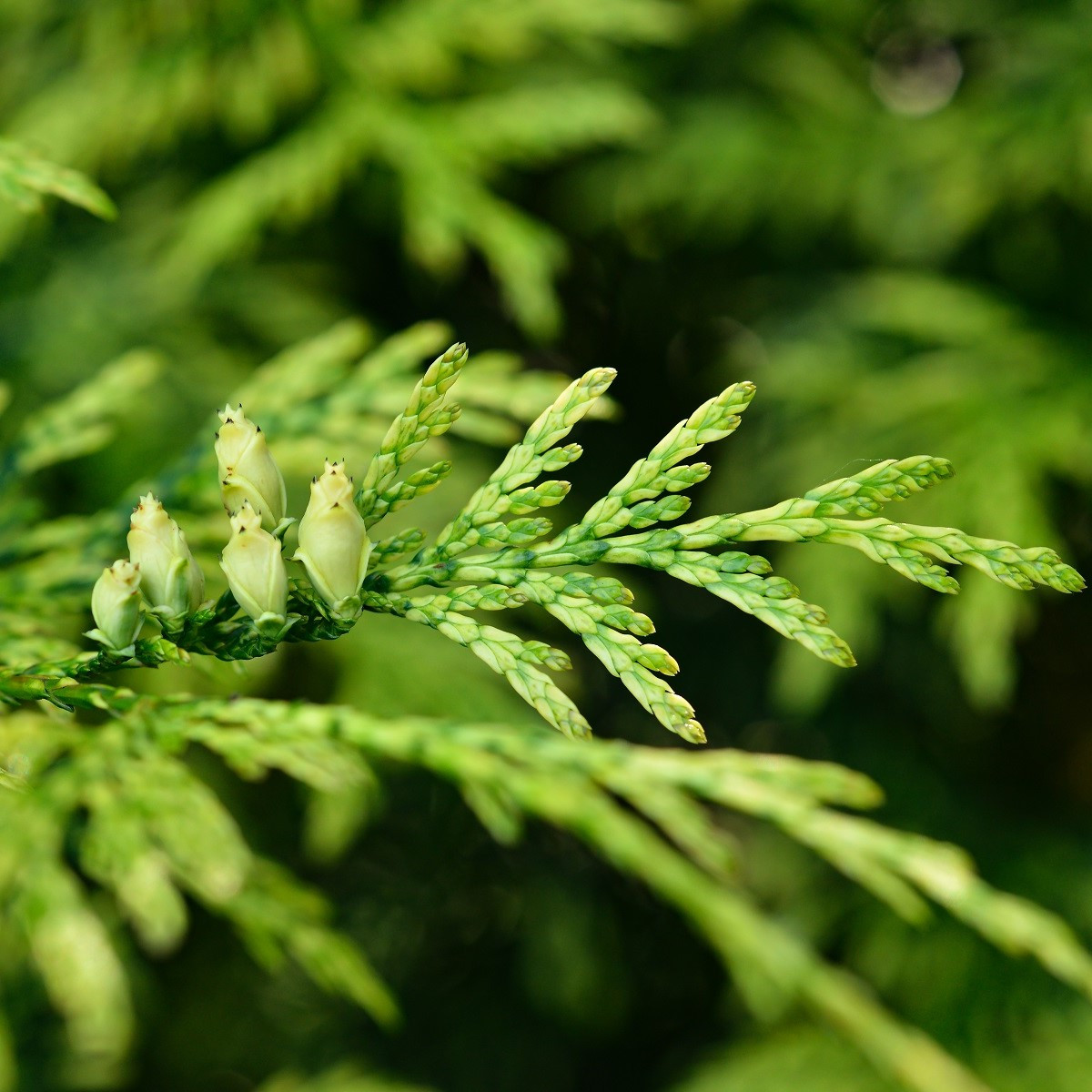 Túje západní Northern White Cedar - Thuja occidentalis - semena túje - 18 ks