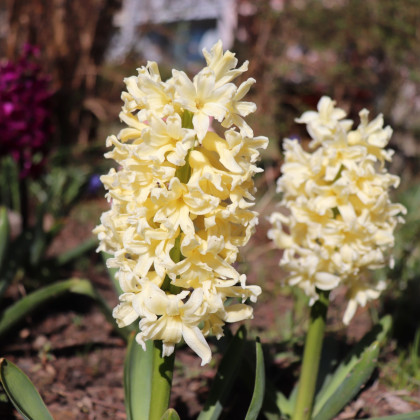 Hyacint Gipsy Princess - Hyacinthus L. - cibule hyacintu - 1 ks