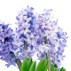 Hiacynt Sky Jacket - Hyacinthus - cebulki hiacynta - 1 szt.
