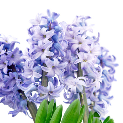 Hiacynt Sky Jacket - Hyacinthus - cebulki hiacynta - 1 szt.