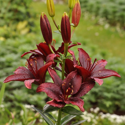 Lilie asijská Mapira - Lilium - cibule lilie - 1 ks