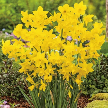 Narcis Quail - Narcissus - cibule narcisu - 3 ks