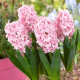 Hyacint plnokvětý Prince of Love - Hyacinthus - cibule hyacintu - 1 ks