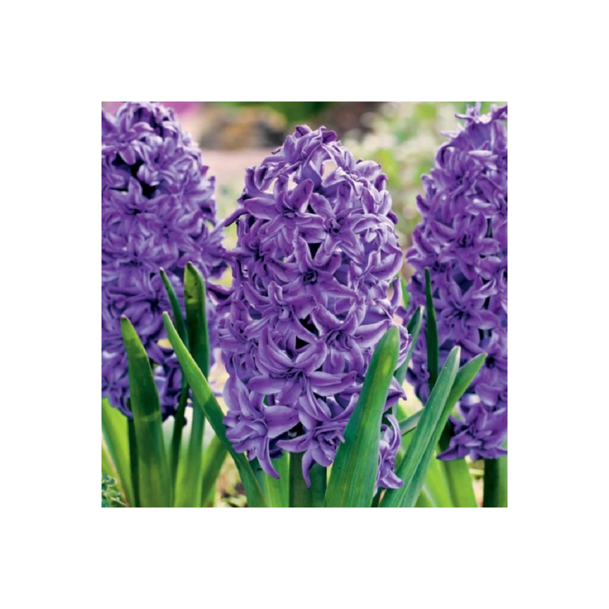 Hyacint plnokvětý Lili Purple - Hyacinthus - cibule hyacintu - 1 ks