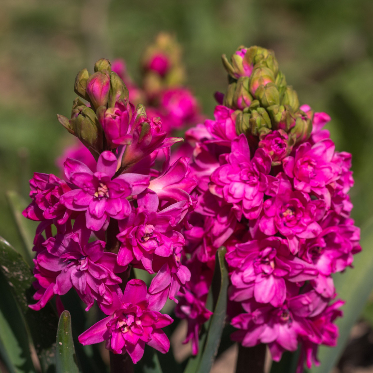 Hyacint plnokvětý Red Diamond - Hyacinthus - cibule hyacintu - 1 ks