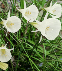 Narcis Artics bells - Narcissus bulbocodium - cibule narcisu - 3 ks
