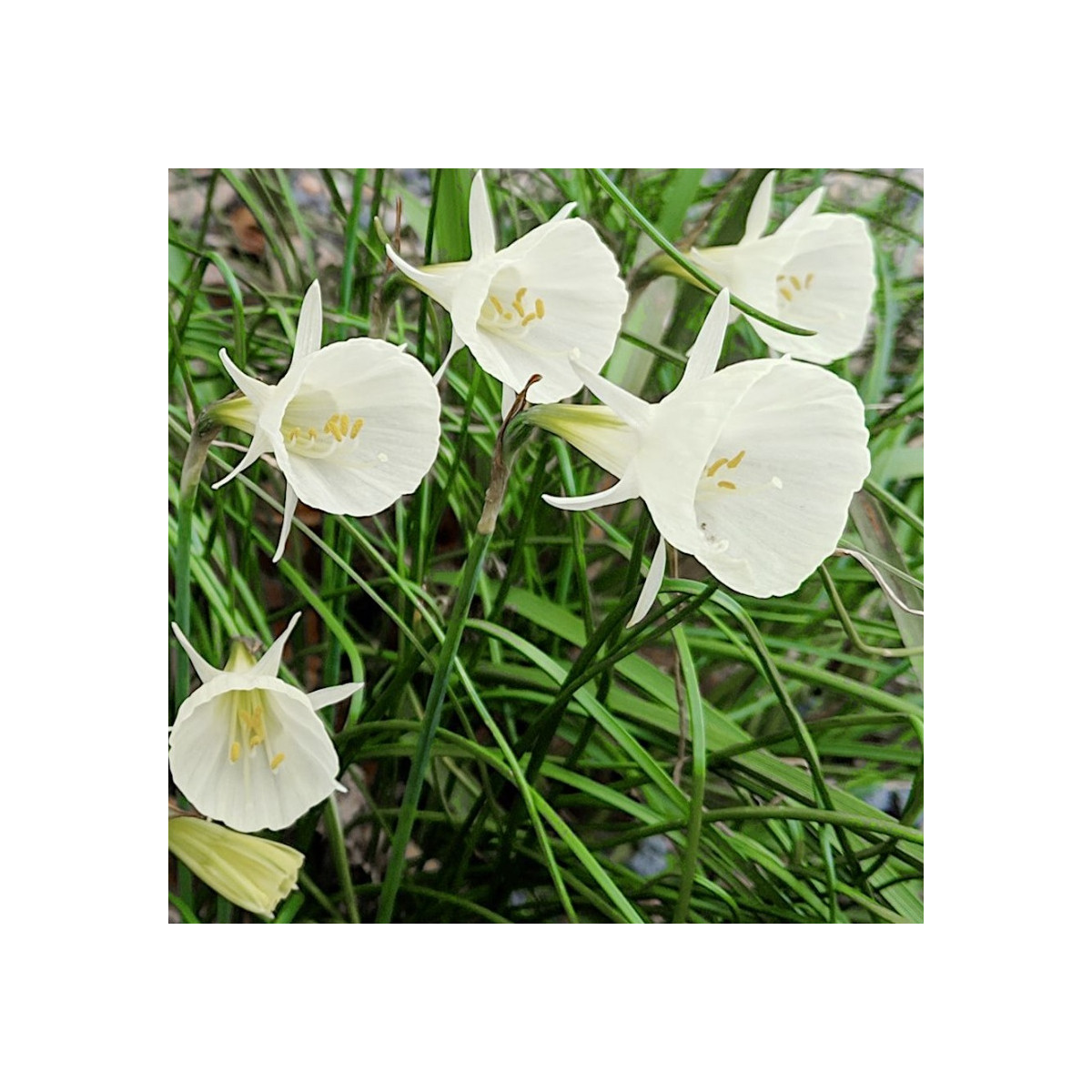 Narcis Artics bells - Narcissus bulbocodium - cibule narcisu - 3 ks