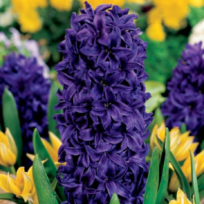 Hyacint Purple Star - Hyacinthus - cibule hyacintu - 1 ks