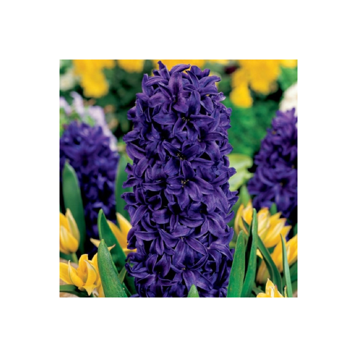 Hyacint Purple Star - Hyacinthus - cibule hyacintu - 1 ks