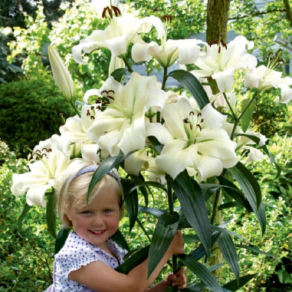 Lilie Pretty Woman - Lilium - cibule lilie - 1 ks