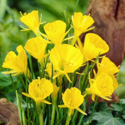 Narcis Golden bells - Narcissus bulbocodium - cibule narcisu - 3 ks