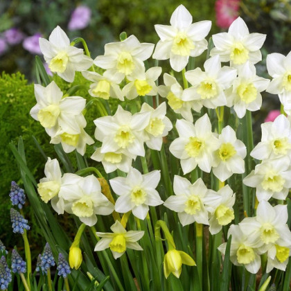 Narcis Pueblo - Narcissus - cibule narcisu - 3 ks