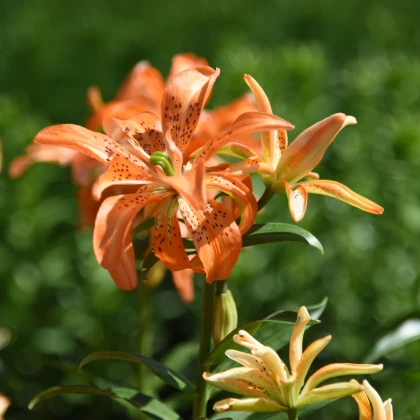 Lilie Must See - Lilium - cibule lilie - 1 ks