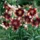 Lilie Chocolate Event - Lilium - cibule lilie - 1 ks
