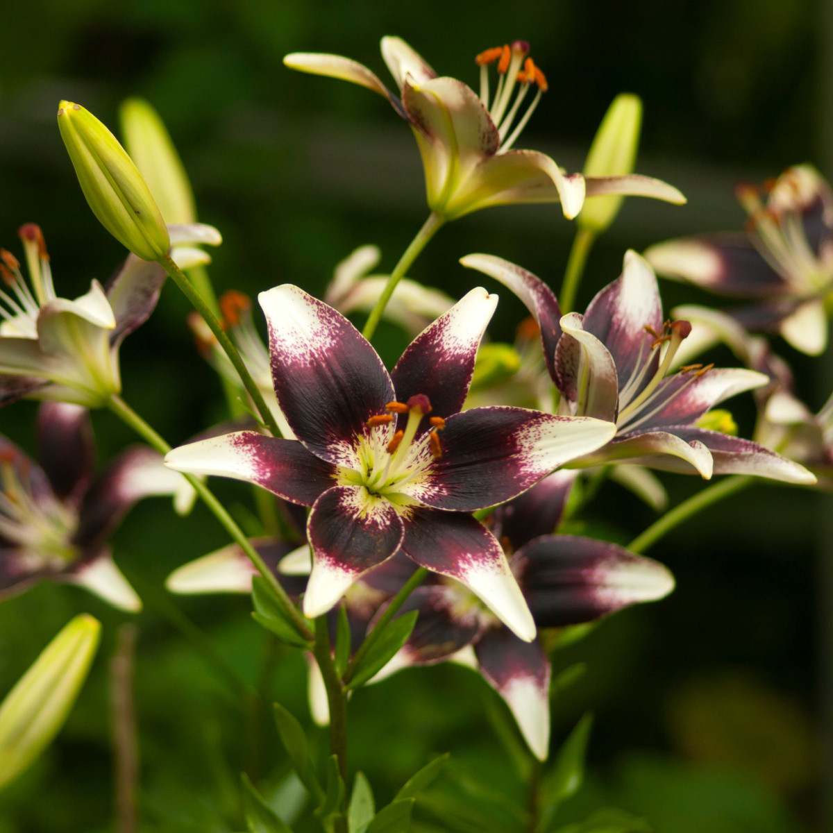 Lilie Nettys Pride - Lilium - cibule lilie - 1 ks