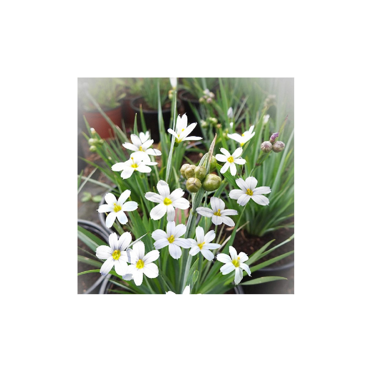 Badil úzkolistý bílý - Sisyrinchium angustifolium album - semena badilu - 10 ks