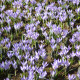 Krokus Vanguard - Crocus vernus - hlízy krokusu - 3 ks